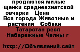 продаются милые щенки среднеазиатской овчарки › Цена ­ 30 000 - Все города Животные и растения » Собаки   . Татарстан респ.,Набережные Челны г.